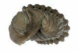 Wide, Folded Eldredgeops Trilobite Fossil - Ohio #188911-4